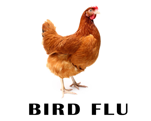 Read more about the article Kerala: Bird flu breakout in Kottayam, virus has killed about 7,000 animals.