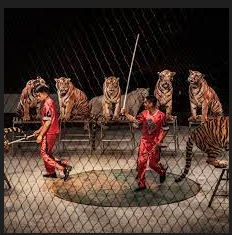 Read more about the article Italian circus trainer bombard by tiger in front of live audience in horrifying